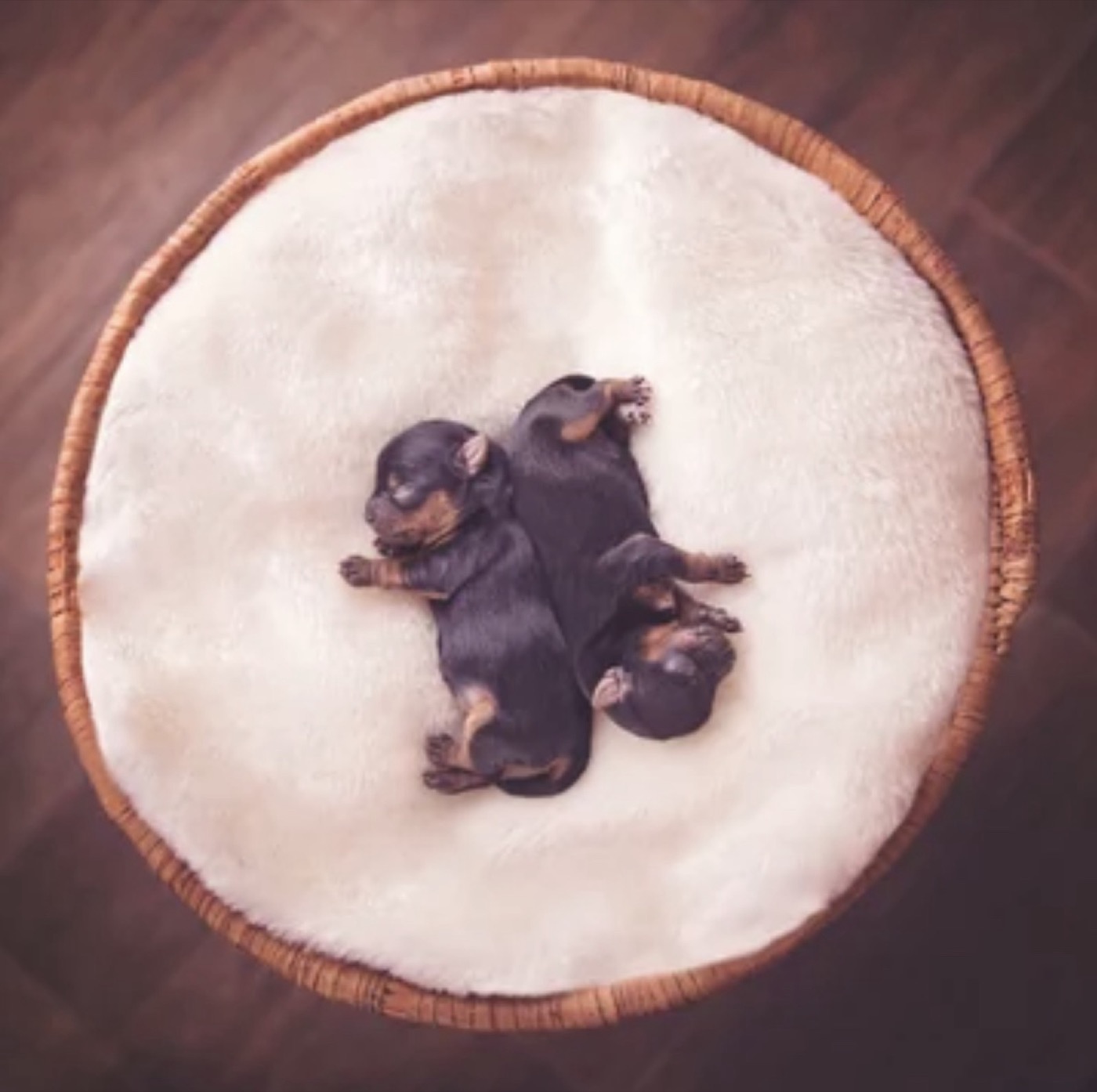 A Yorkshire Terrier puppy raised by Yorkies By Design