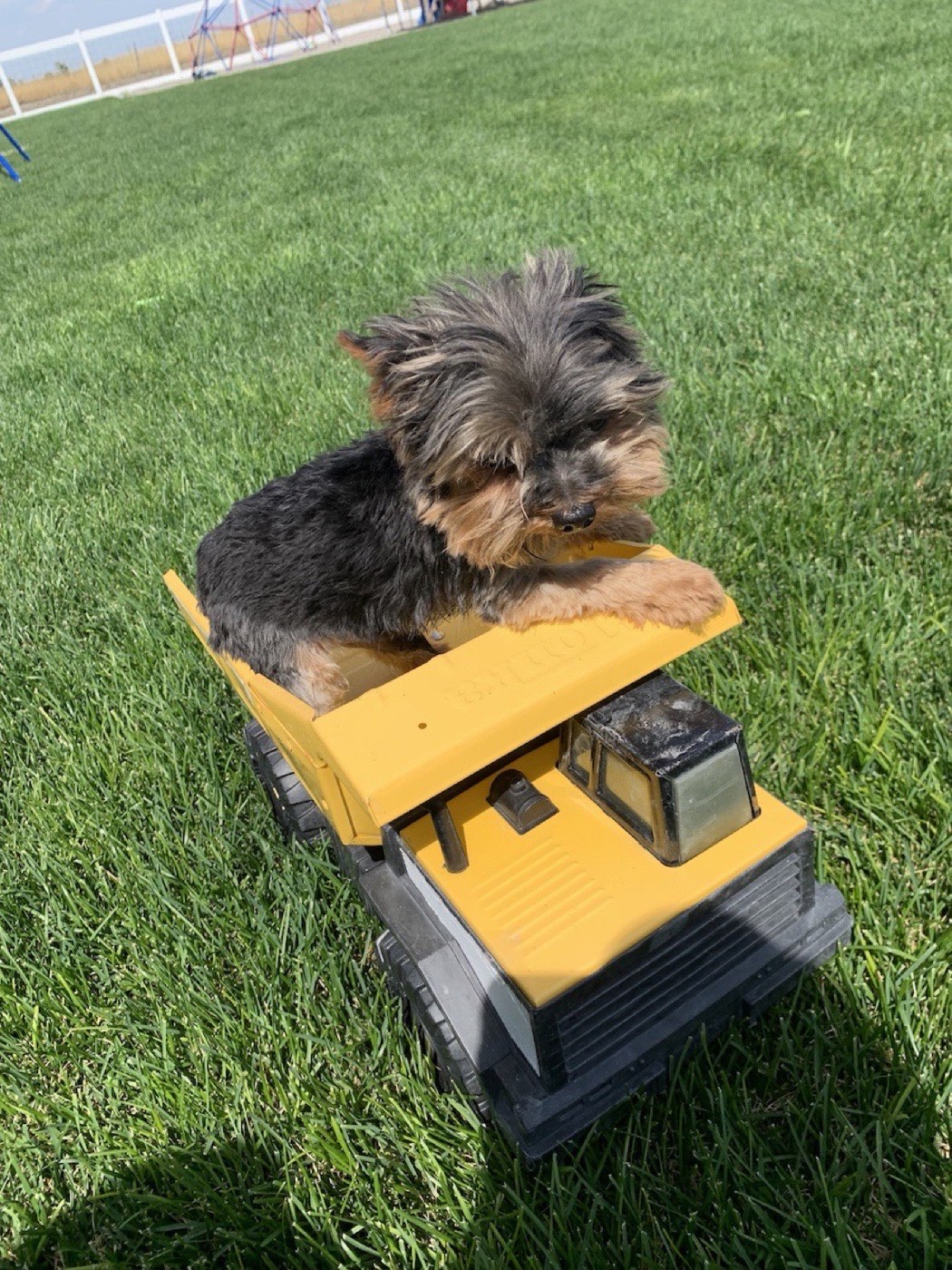 A Yorkshire Terrier puppy raised by Yorkies By Design