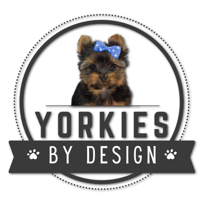 Yorkies By Design
