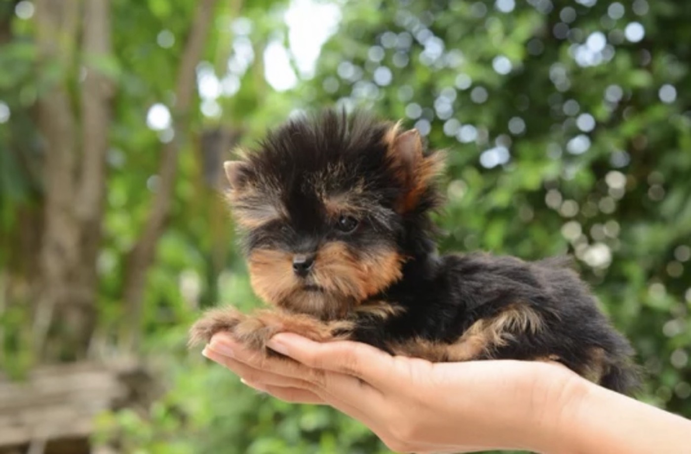 A Yorkshire Terrier puppy raised by Yorkies By Design