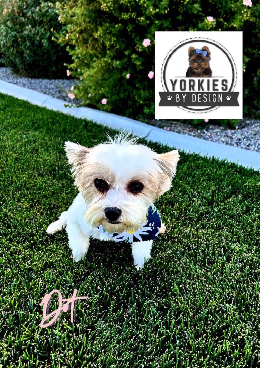 A Yorkshire Terrier bred by Yorkies By Design