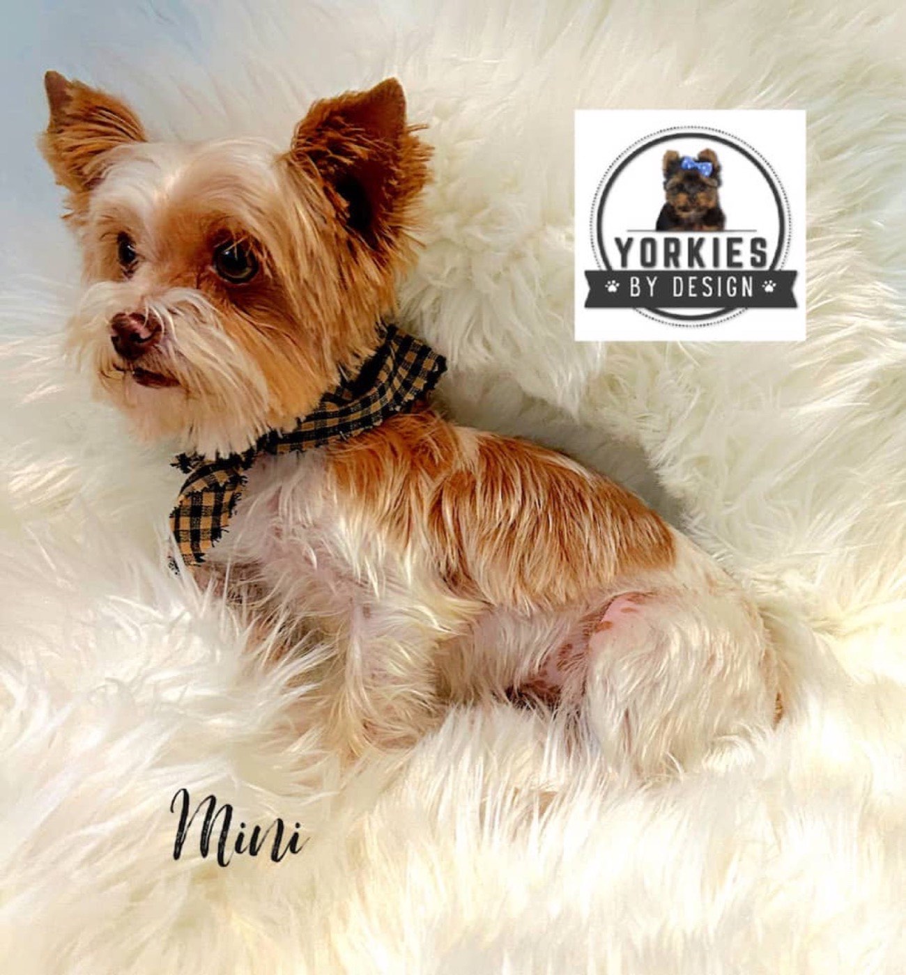 A Yorkshire Terrier bred by Yorkies By Design